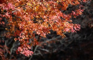 办婚宴酒席多少钱一桌